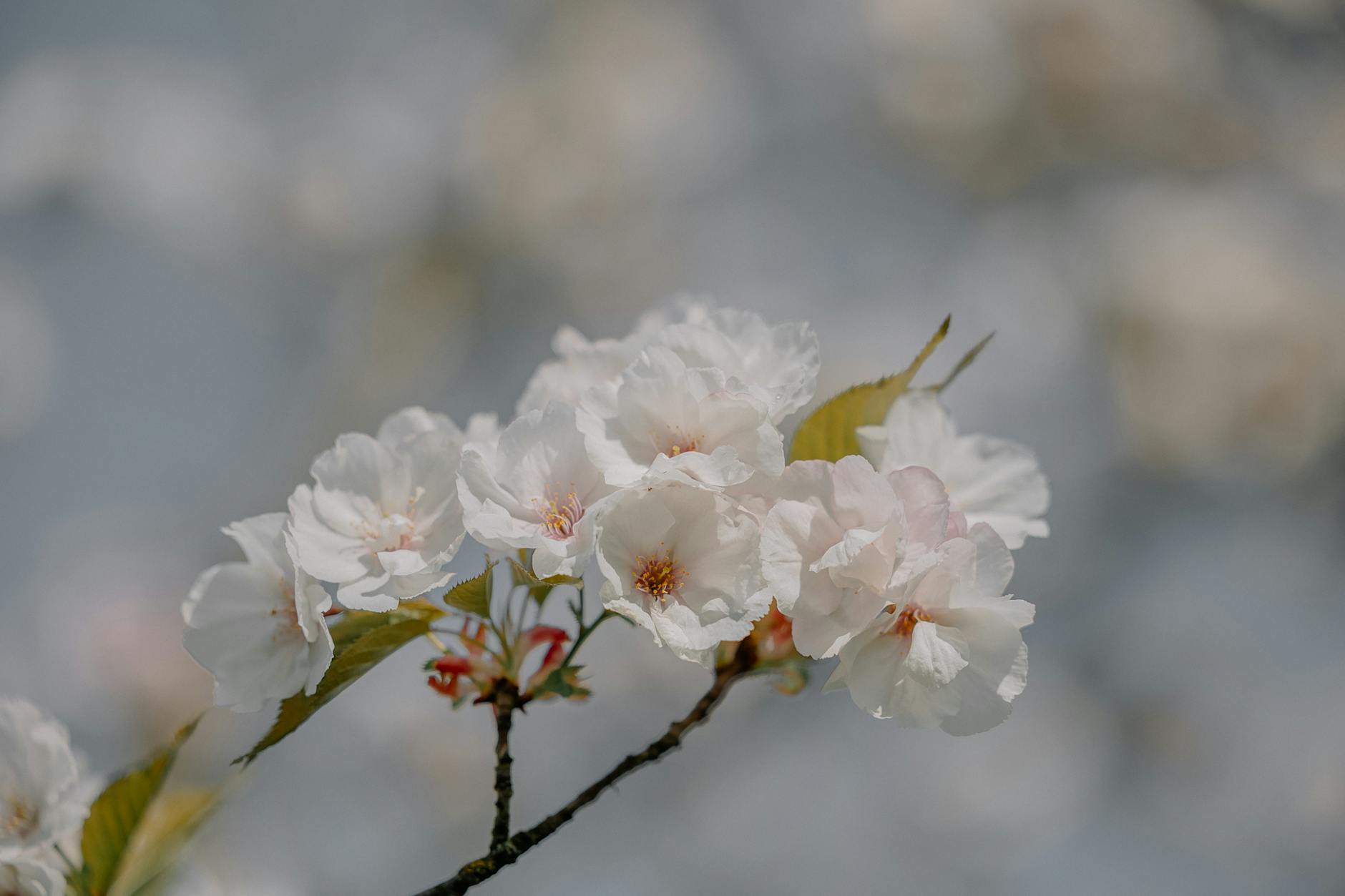 Za 5 dni: Tomaszów Mazowiecki w różowej chmurze – czas kwitnienia!
